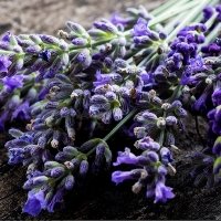 Aroma masáže Zuzana